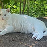 cat, white_cat, animal, pet, outdoor, nature, greenery, relaxing, feline, fur, shade, sunlight, grass, leaves, tree, wildlife, resting, cute, mammal, domestic_animal