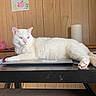 Snowie joined the competition — help win amazing prizes! cat, white_cat, heterochromatic_eyes, laptop, desk, wooden_panel_wall, paper_towel, piggy_bank, indoor, pet, feline, relaxed, paw, pink_nose, home_office, table, electronics, resting, animal, cute