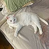 Snowie is registered to the contest to win money with this photo: white_cat, cat, pet, animal, feline, bed, blanket, pillow, indoor, cozy, relaxed, fur, resting, cute, domestic, laying_down, comfort, soft, home, sleepy