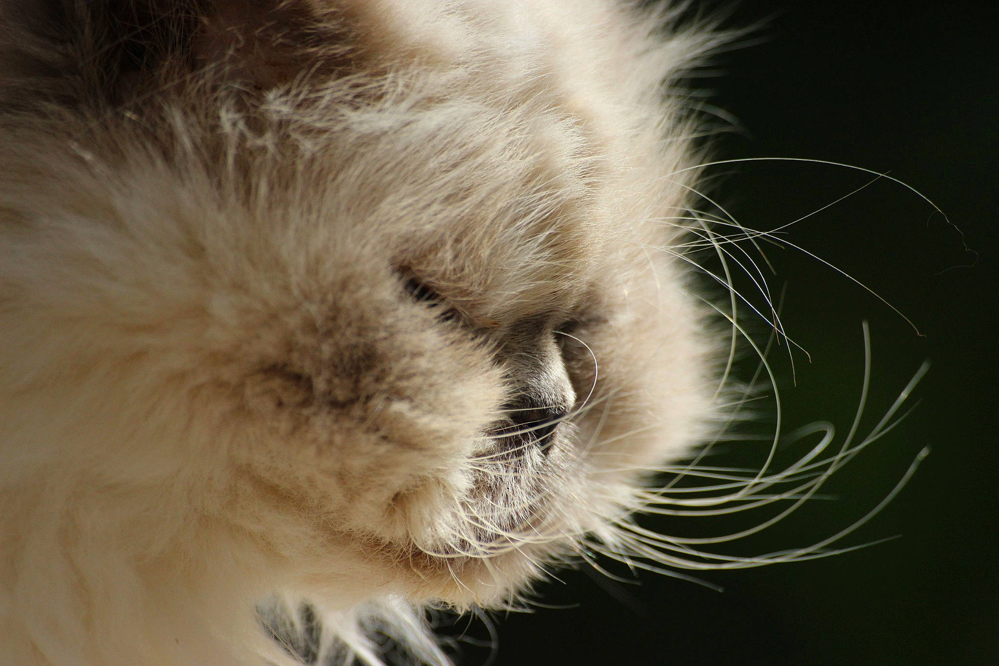 Romance a rejoint le concours — aidez-le/la à gagner de superbes lots ! birman, carnivore, cat, claw, close_up, ear, eye, felidae, fur, himalayan, nose, paw, photography, ragdoll, sky, small_to_medium_sized_cats, snout, whiskers