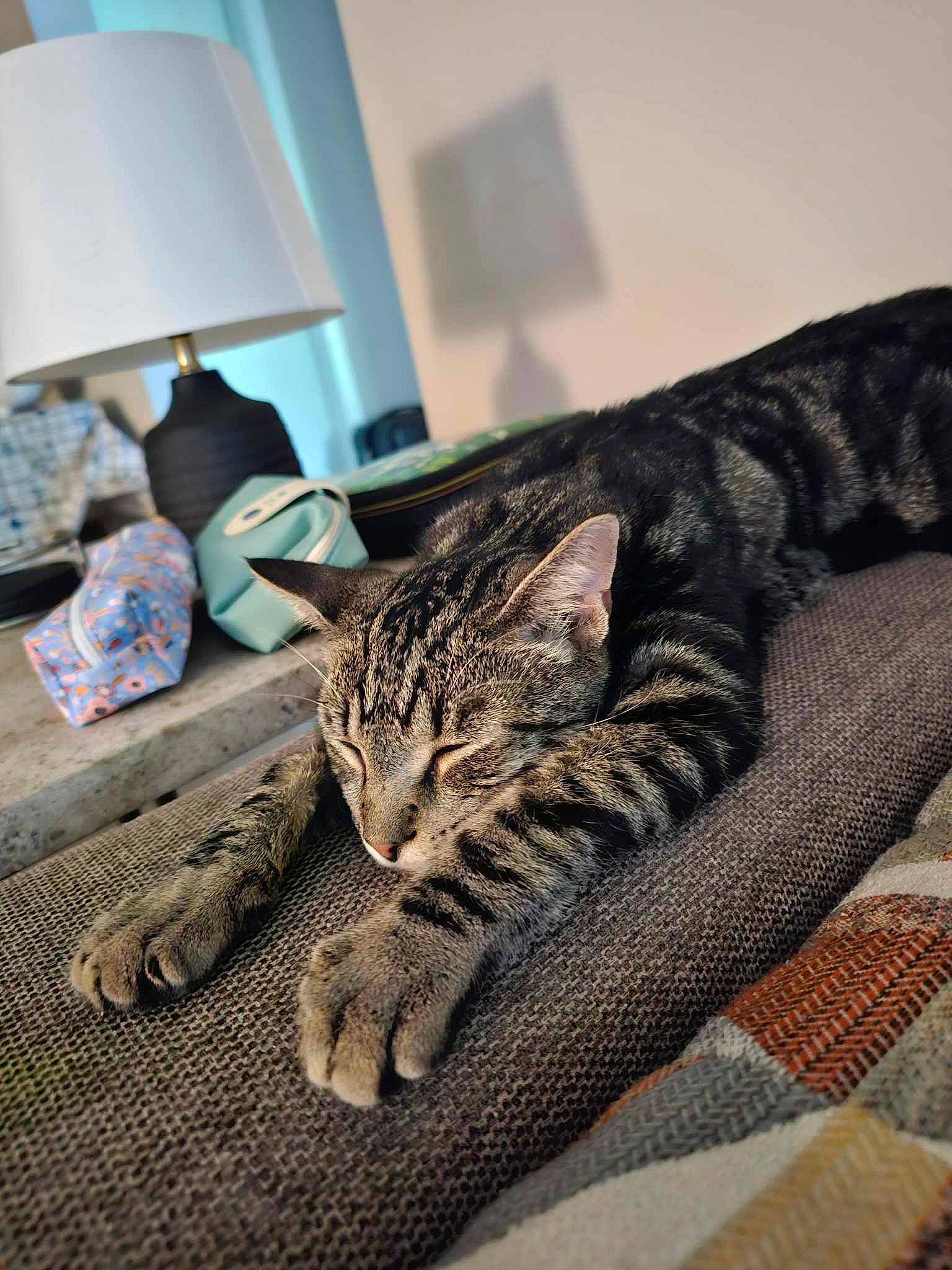 Loki is registered to the contest to win money with this photo: carnivore, cat, comfort, couch, domestic_short_haired_cat, felidae, flooring, fur, grey, lamp, linens, living_room, pattern, paw, room, sitting, small_to_medium_sized_cats, snout, terrestrial_animal, whiskers