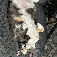 Abby is registered to the contest to win money with this photo: animal, calico_cat, cat, chair, closeup, cozy, curled_paws, cushion, domestic, feline, fur, furniture, indoor, lying_down, patterned_rug, pet, relaxed, soft_lighting, whiskers, yellow_eyes