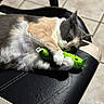 cat, calico_cat, plush_toy, green_toy, chair, cushion, black, beige, floor_tiles, pet, animal, fur, paw, indoor, relaxed, cute, playful, closeup, whiskers, resting