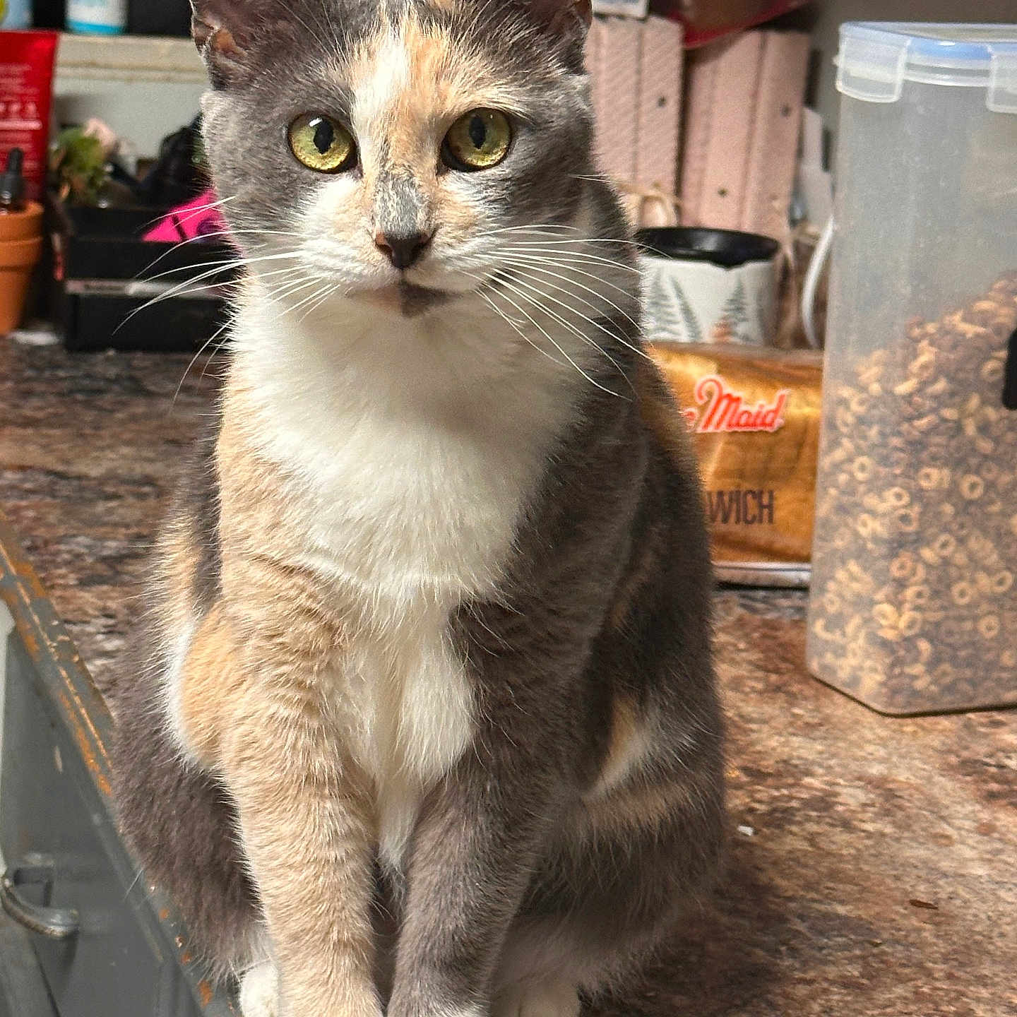 Abby