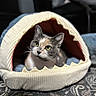 Abby joined the competition — help win amazing prizes! animal, calico_cat, cat, cat_bed, close_up, cozy, curious, cute, domestic_animal, feline, green_eyes, indoor, patterned_blanket, pet, portrait, relaxed, resting, shark_bed, soft_texture, warm_lighting