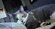 Abby is registered to the contest to win money with this photo: animal, bed, cat, cozy, cute, domestic_animal, feline, fur, gray_cat, home, indoor, lying_down, paw, pet, portrait, relaxed, resting, sleepy, whiskers, white_cat