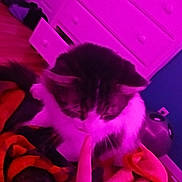 Elliot is registered to the contest to win money with this photo: cat, finger, blanket, indoor, furniture, drawer, curious, pet, cozy, colorful, soft, domestic, animal, whiskers, fur, paw, bedroom, playful, relaxed, home