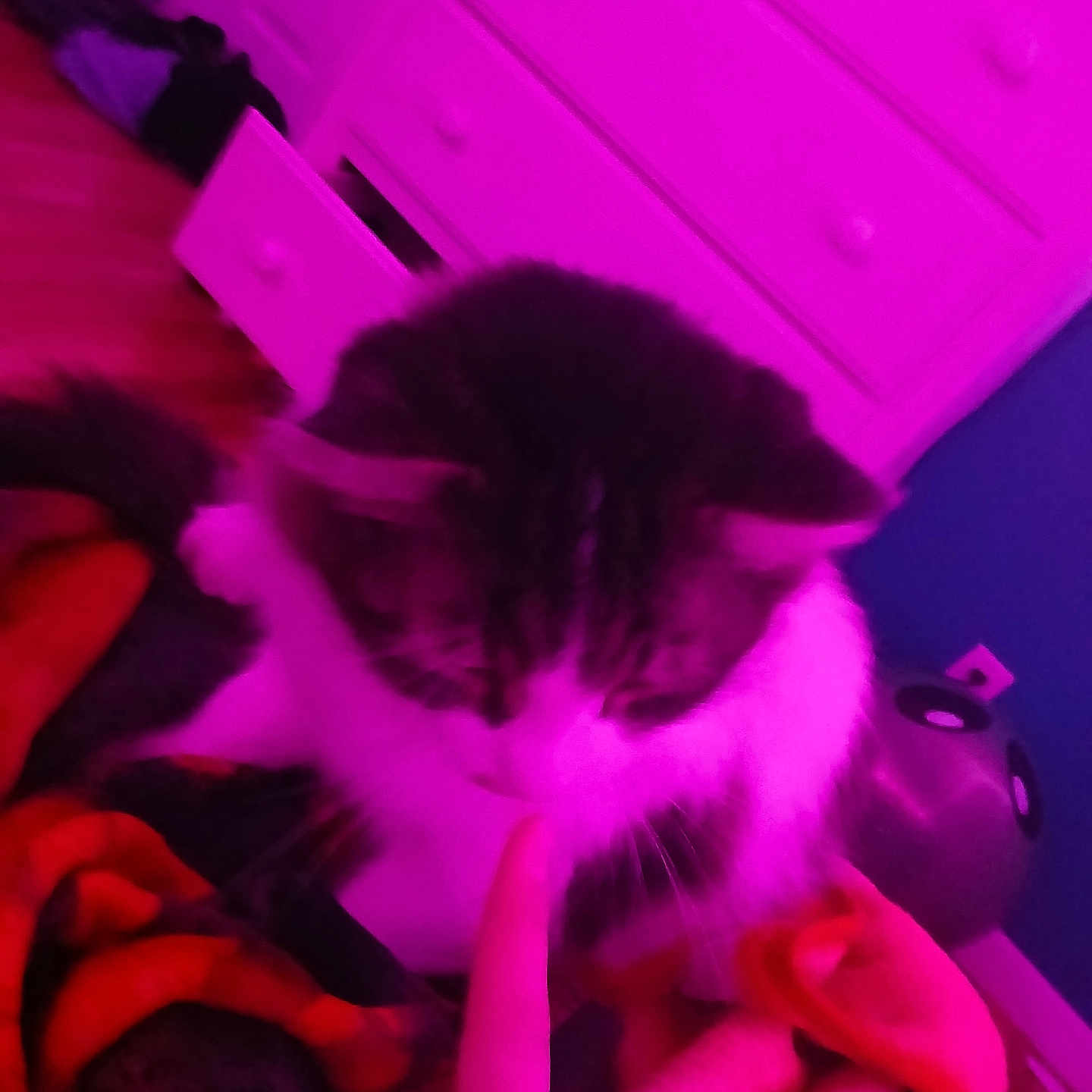 Elliot is registered to the contest to win money with this photo: animal, bedroom, blanket, cat, colorful, cozy, curious, domestic, drawer, finger, fur, furniture, home, indoor, paw, pet, playful, relaxed, soft, whiskers