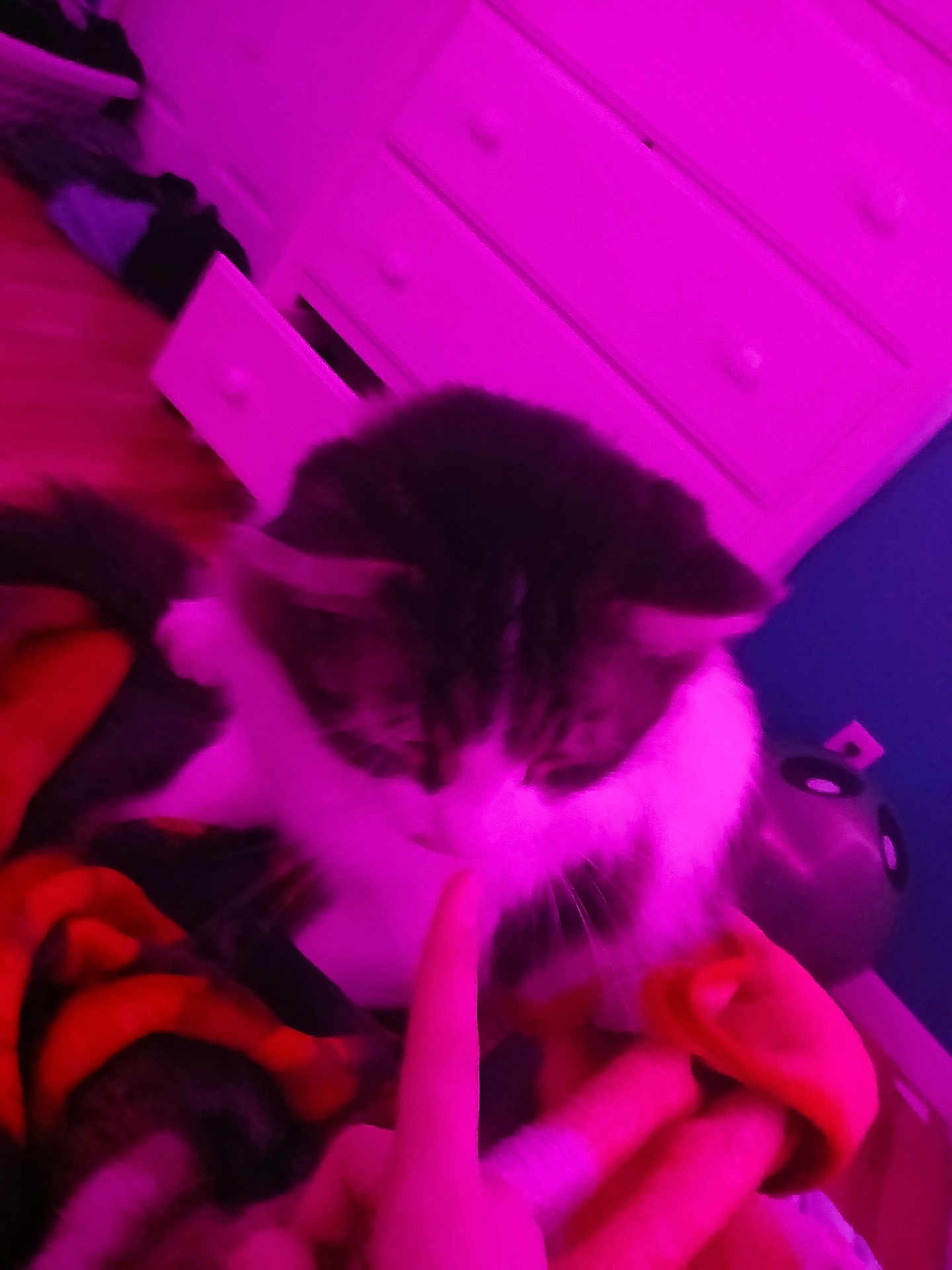 Elliot