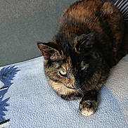 Noisette a rejoint le concours — aidez-le/la à gagner de superbes lots ! cat, tortoiseshell, animal, pet, feline, fur, resting, blanket, indoor, cozy, pattern, soft, curious, whiskers, paw, mammal, cute, relaxed, closeup, domestic
