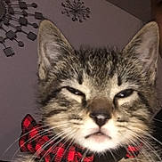 Michu joined the competition — help win amazing prizes! kitten, cat, tabby, close_up, bow_tie, bell, pet, animal, hand, indoor, wall_art, decor, sleepy, feline, cute, fur, whiskers, face, expression, domestic_animal