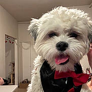 Max is registered to the contest to win money with this photo: bow_tie, box, carpet, cat_tree, cute, dog, domestic_animal, fluffy, fur, holiday_decorations, indoor, living_room, person_hand, pet, playful, red_bow_tie, small_dog, table, tongue_out, white_dog