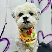 Max joined the competition — help win amazing prizes! adorable, animal, autumn, bandana, close_up, companion, cute, decorated_background, dog, festive, fluffy, friendly, furry, heart_shapes, indoor, looking_at_camera, pet, portrait, small_dog, white_dog