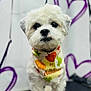 adorable, animal, autumn, bandana, close_up, companion, cute, decorated_background, dog, festive, fluffy, friendly, furry, heart_shapes, indoor, looking_at_camera, pet, portrait, small_dog, white_dog