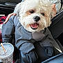 Max is registered to the contest to win money with this photo: car, clothing, comfort, cozy, cup, dog, drink, furry, gray_clothes, hand, happy, interior, leisure, person, pet, seat, smile, straw, travel, white_dog