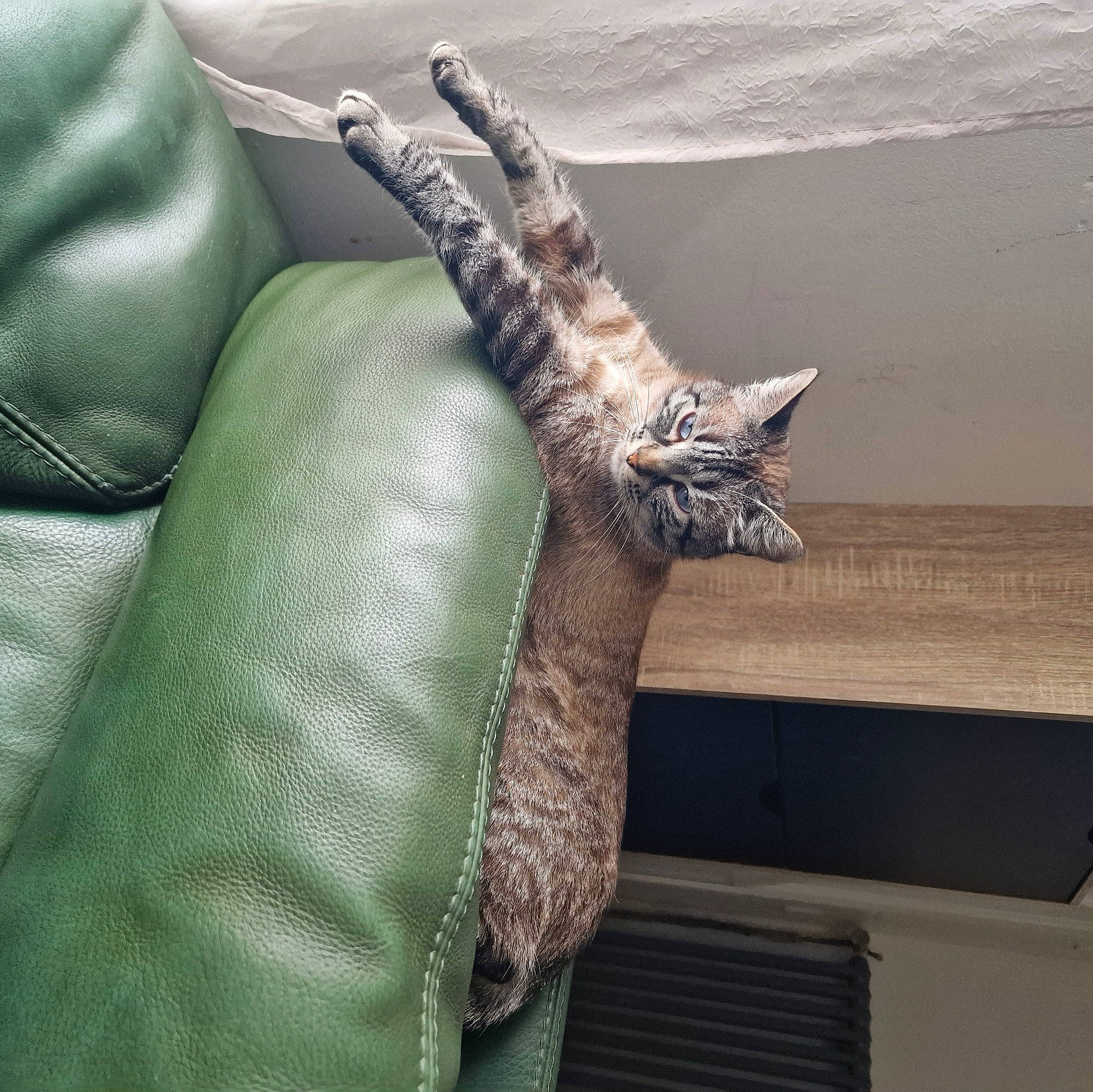 Gucci participe au concours pour gagner de l'argent avec cette photo : claw, comfort, couch, domestic_short_haired_cat, felidae, foot, fur, gesture, glove, hand, human_leg, linens, nail, sleeve, small_to_medium_sized_cats, tail, thigh, whiskers, wood, wrist