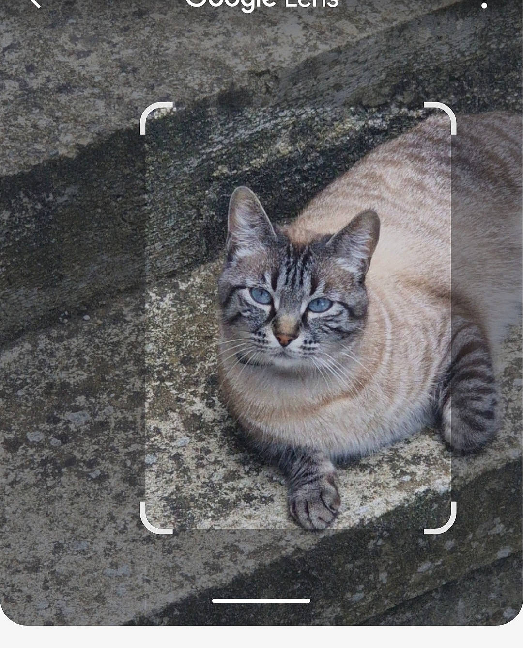 Gucci a rejoint le concours — aidez-le/la à gagner de superbes lots ! asphalt, carnivore, cat, domestic_short_haired_cat, felidae, fur, grey, lynx, organism, paw, photo_caption, rectangle, road_surface, small_to_medium_sized_cats, snout, square, tail, terrestrial_animal, whiskers, wildlife