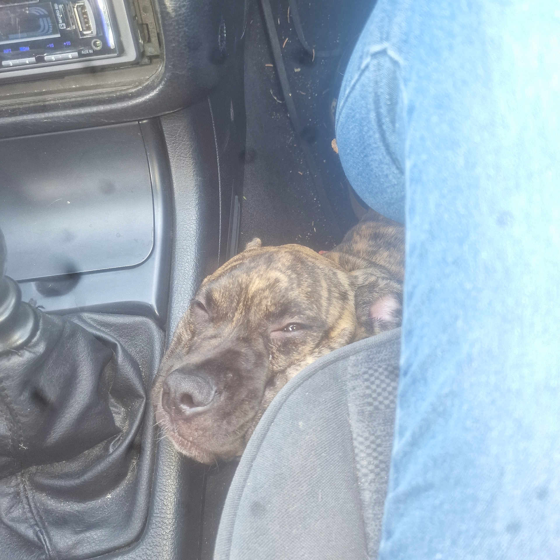 Alibi a rejoint le concours — aidez-le/la à gagner de superbes lots ! dog, brindle, car_interior, seat, jeans, leg, gear_shift, dashboard, sleepy, close_up, pet, vehicle, floor, comfort, resting, canine, domestic_animal, transportation, human_leg, casual
