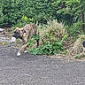 animal, brindle, canine, collar, daylight, dog, grass, greenery, leafy, mask, nature, outdoor, path, pavement, pet, plants, playful, side_view, walking, wild_plants