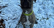 Alibi a rejoint le concours — aidez-le/la à gagner de superbes lots ! animal, brindle, canine, cold, collar, curious, daylight, dog, fur, grass, ground, looking_up, nature, outdoor, paw_prints, pet, sitting, snow, tree_branch, winter