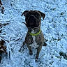 animal, brindle, canine, cold, collar, curious, daylight, dog, fur, grass, ground, looking_up, nature, outdoor, paw_prints, pet, sitting, snow, tree_branch, winter