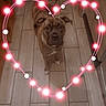 adorable, animal, brindle, brown, canine, companion, cute, digital_overlay, dog, floor, heart_shape, home, indoors, kitchen, light_effect, looking_up, pet, standing, tile, white_paws