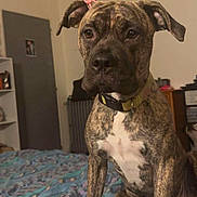 Alibi a rejoint le concours — aidez-le/la à gagner de superbes lots ! animal, bed, brindle, canine, closeup, collar, cute, dog, domestic, ears, expression, fur, furniture, household, indoor, paw, pet, resting, room, sitting