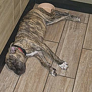 Alibi a rejoint le concours — aidez-le/la à gagner de superbes lots ! dog, brindle, lying_down, floor, tile_floor, collar, food_bowl, indoor, pet, canine, resting, paws, brown, black, white_paws, fur, sleepy, domestic_animal, companion, relaxed