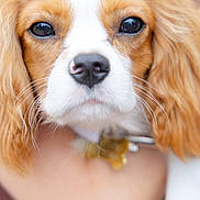 Boss joined the competition — help win amazing prizes! dog, close_up, pet, animal, portrait, brown, white, ears, fur, whiskers, nose, cute, domestic_animal, muzzle, face, looking, eyes, collar, fluffy, companion