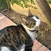 Bonnabelle joined the competition — help win amazing prizes! cat, tabby, white_fur, outdoor, garden, brick_path, tree_trunk, green_leaves, curious, pet, animal, whiskers, collar, feline, side_view, daylight, nature, paws, looking_up, domestic