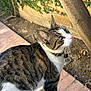 cat, tabby, white_fur, outdoor, garden, brick_path, tree_trunk, green_leaves, curious, pet, animal, whiskers, collar, feline, side_view, daylight, nature, paws, looking_up, domestic