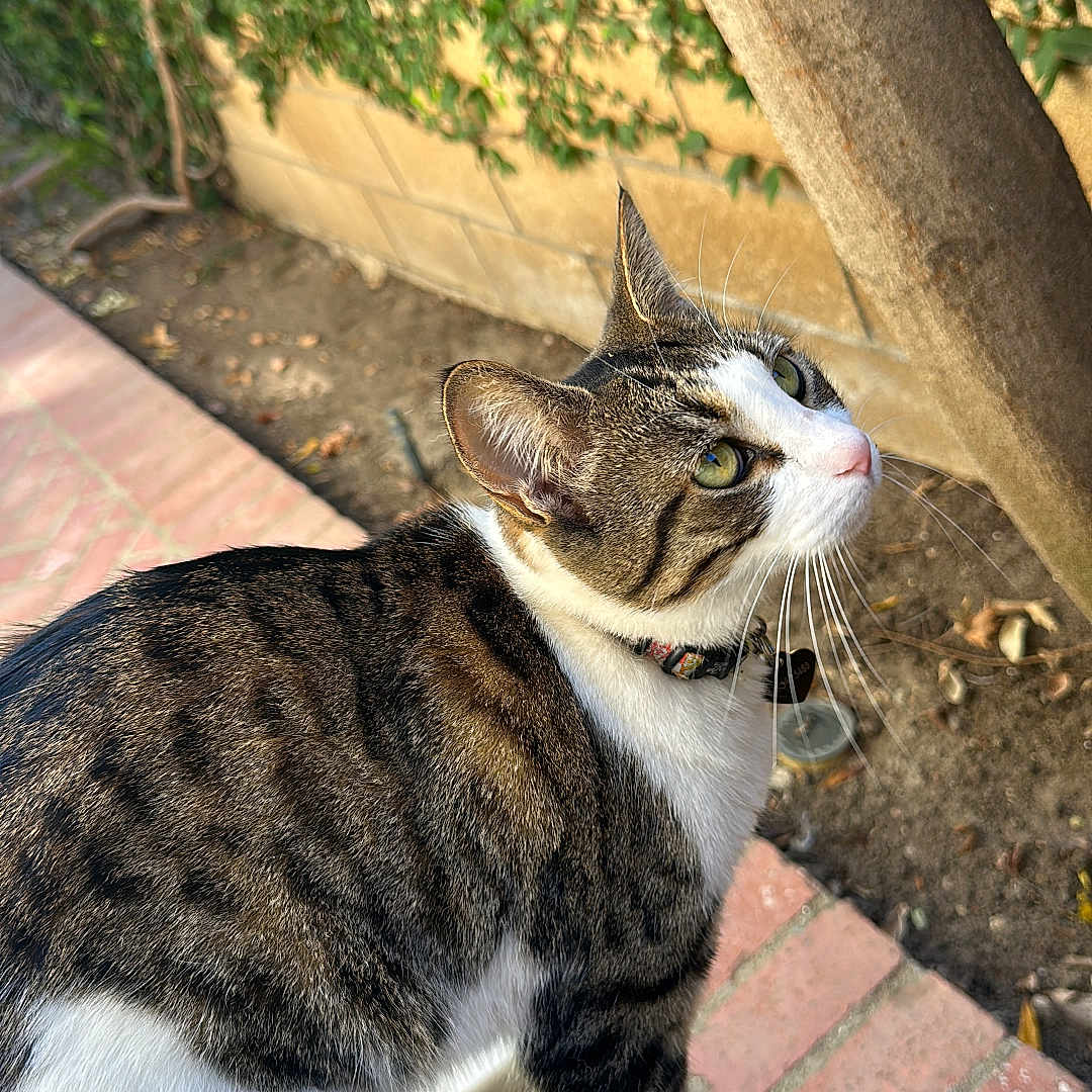Bonnabelle joined the competition — help win amazing prizes! animal, brick_path, cat, collar, curious, daylight, domestic, feline, garden, green_leaves, looking_up, nature, outdoor, paws, pet, side_view, tabby, tree_trunk, whiskers, white_fur