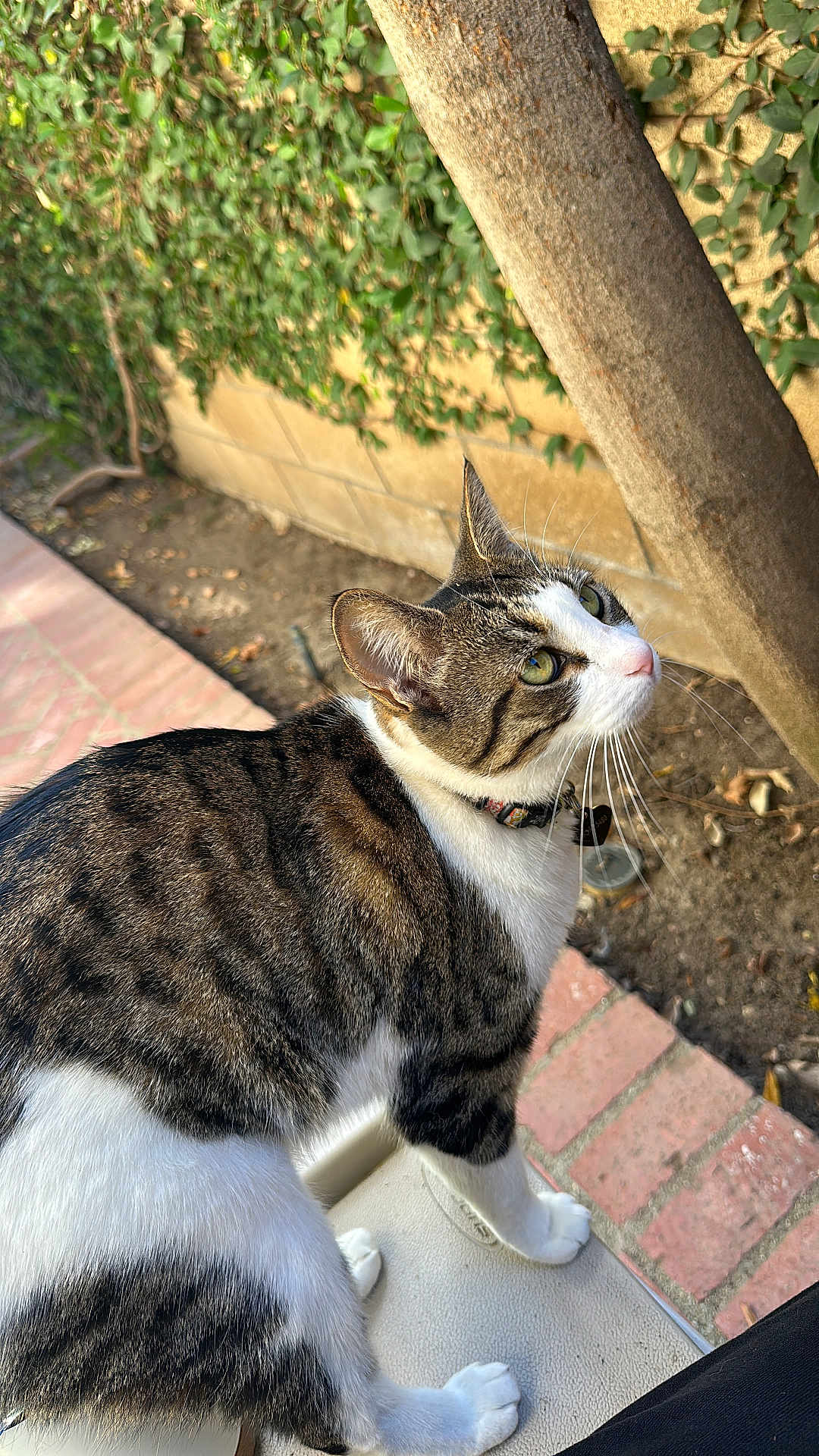 Bonnabelle joined the competition — help win amazing prizes! cat, tabby, white_fur, outdoor, garden, brick_path, tree_trunk, green_leaves, curious, pet, animal, whiskers, collar, feline, side_view, daylight, nature, paws, looking_up, domestic