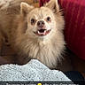 animal, blanket, brown, canine, cute, dog, domestic, floor, fluffy, fur, happy, indoor, looking_up, pet, red, small_dog, smiling, table, tablecloth, teeth