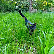 Lucky participe au concours pour gagner de l'argent avec cette photo : black_cat, cat, grass, greenery, outdoor, nature, tree, wild, animal, meadow, feline, tail, forest, plant, leaf, daylight, walking, pets, mammal, field