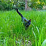 black_cat, cat, grass, greenery, outdoor, nature, tree, wild, animal, meadow, feline, tail, forest, plant, leaf, daylight, walking, pets, mammal, field