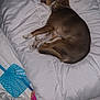 bedroom, blanket, blue_fly_swat, brown_dog, comforter, cozy, cute, dog, fur, green_toy, indoor, lying_down, pet, pink_ball, relaxed, resting, sleeping, small_dog, toy, white_bedding