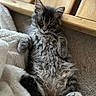 Aerie joined the competition — help win amazing prizes! kitten, cat, gray_tabby, fluffy, pet, animal, indoor, cozy, blanket, wooden_furniture, carpet, cute, young, fur, relaxed, paw, whiskers, ears, eyes, lying_down