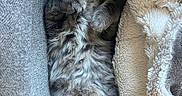 Aerie joined the competition — help win amazing prizes! kitten, cat, gray_cat, tabby, fluffy, lying_down, relaxed, pet, indoor, blanket, couch, fur, whiskers, paws, sleepy, cozy, cute, animal, feline, resting