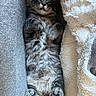 kitten, cat, gray_cat, tabby, fluffy, lying_down, relaxed, pet, indoor, blanket, couch, fur, whiskers, paws, sleepy, cozy, cute, animal, feline, resting