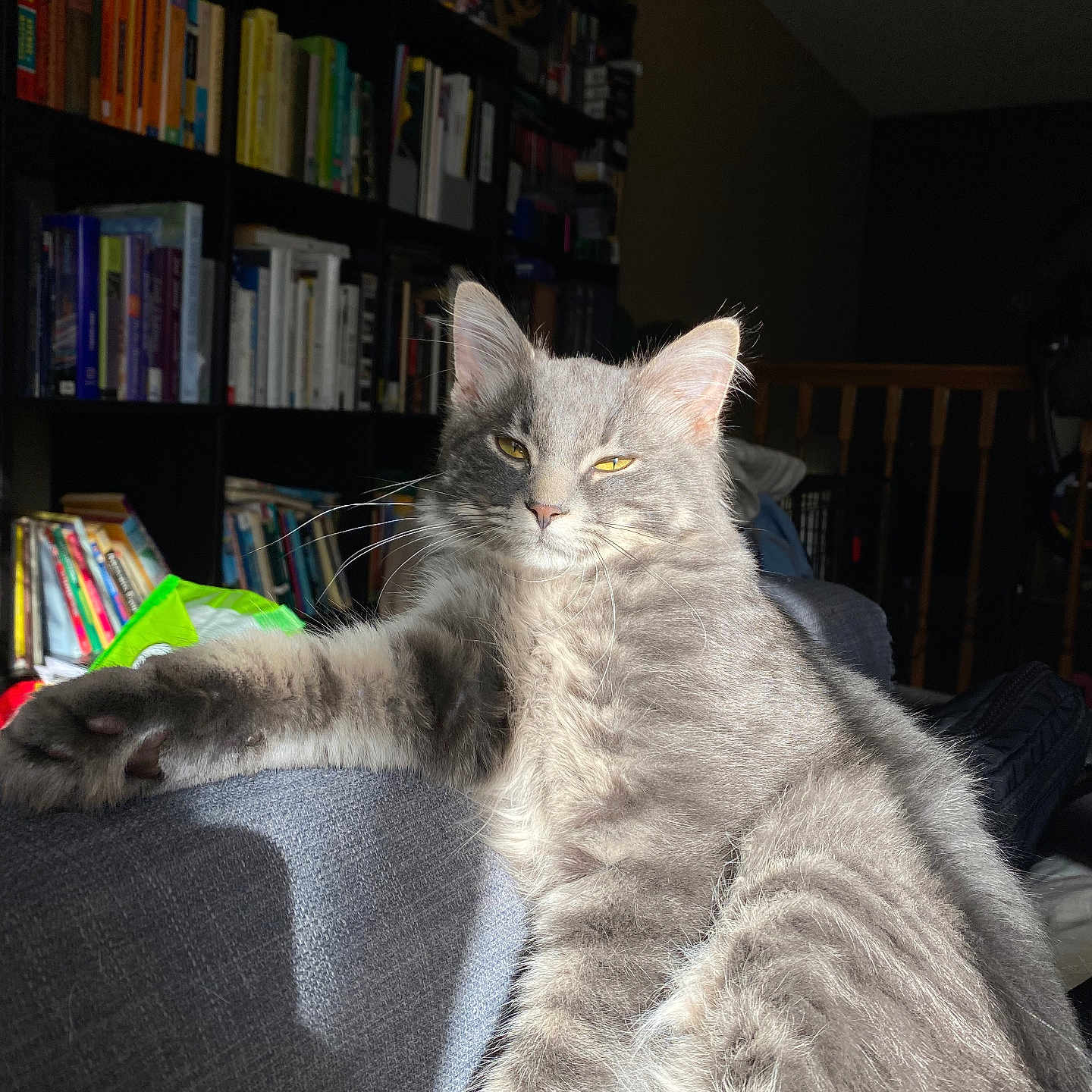 Aerie is registered to the contest to win money with this photo: cat, gray_cat, fluffy_cat, indoor, couch, bookshelf, books, sunlight, relaxed, pet, feline, whiskers, fur, home_interior, furniture, window_light, cozy, domestic_animal, resting, animal
