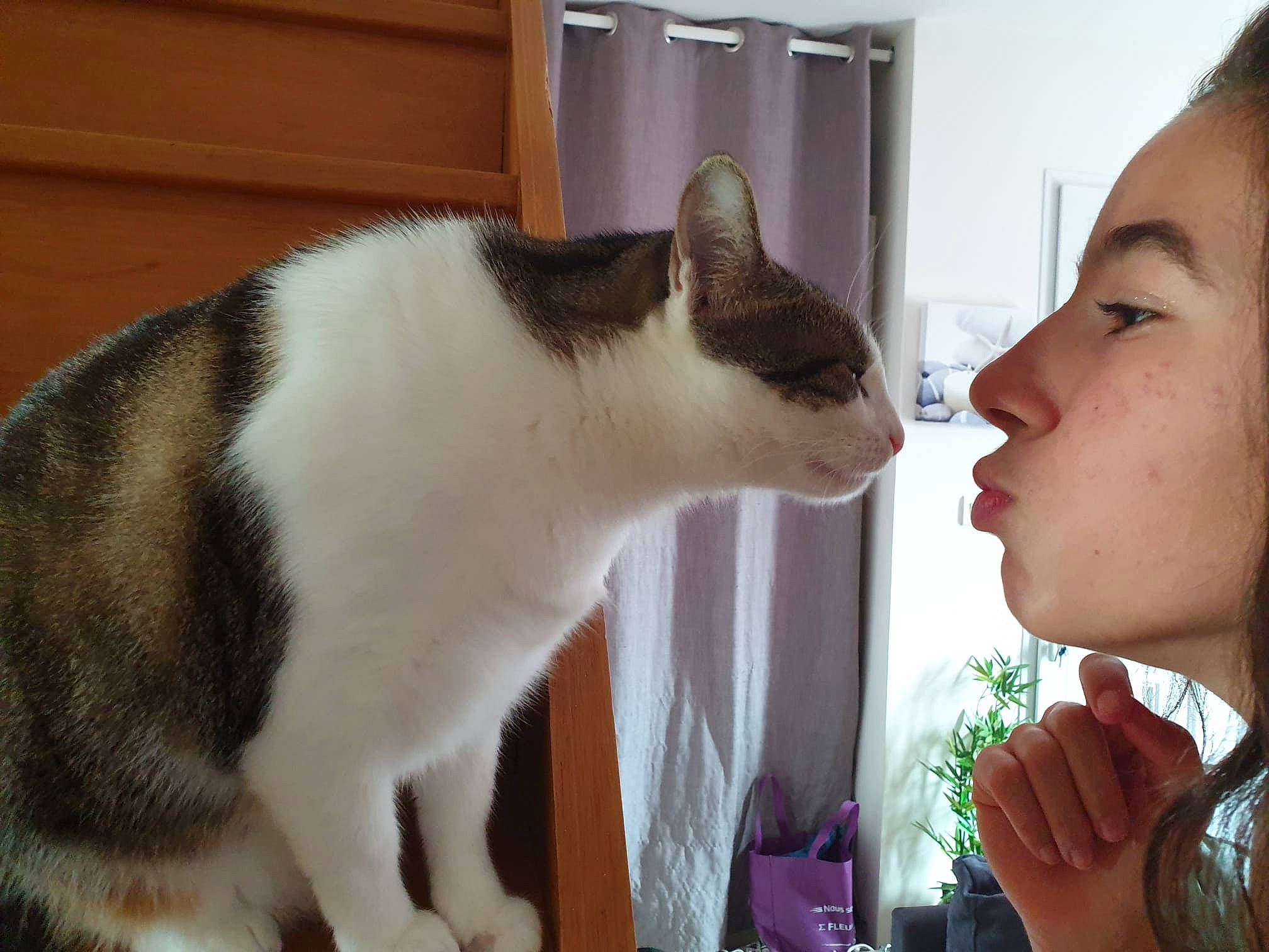 Lara a rejoint le concours — aidez-le/la à gagner de superbes lots ! carnivore, cat, domestic_short_haired_cat, ear, eyelash, felidae, formal_wear, fur, gesture, happy, jaw, nose, small_to_medium_sized_cats, snout, tail, whiskers, window