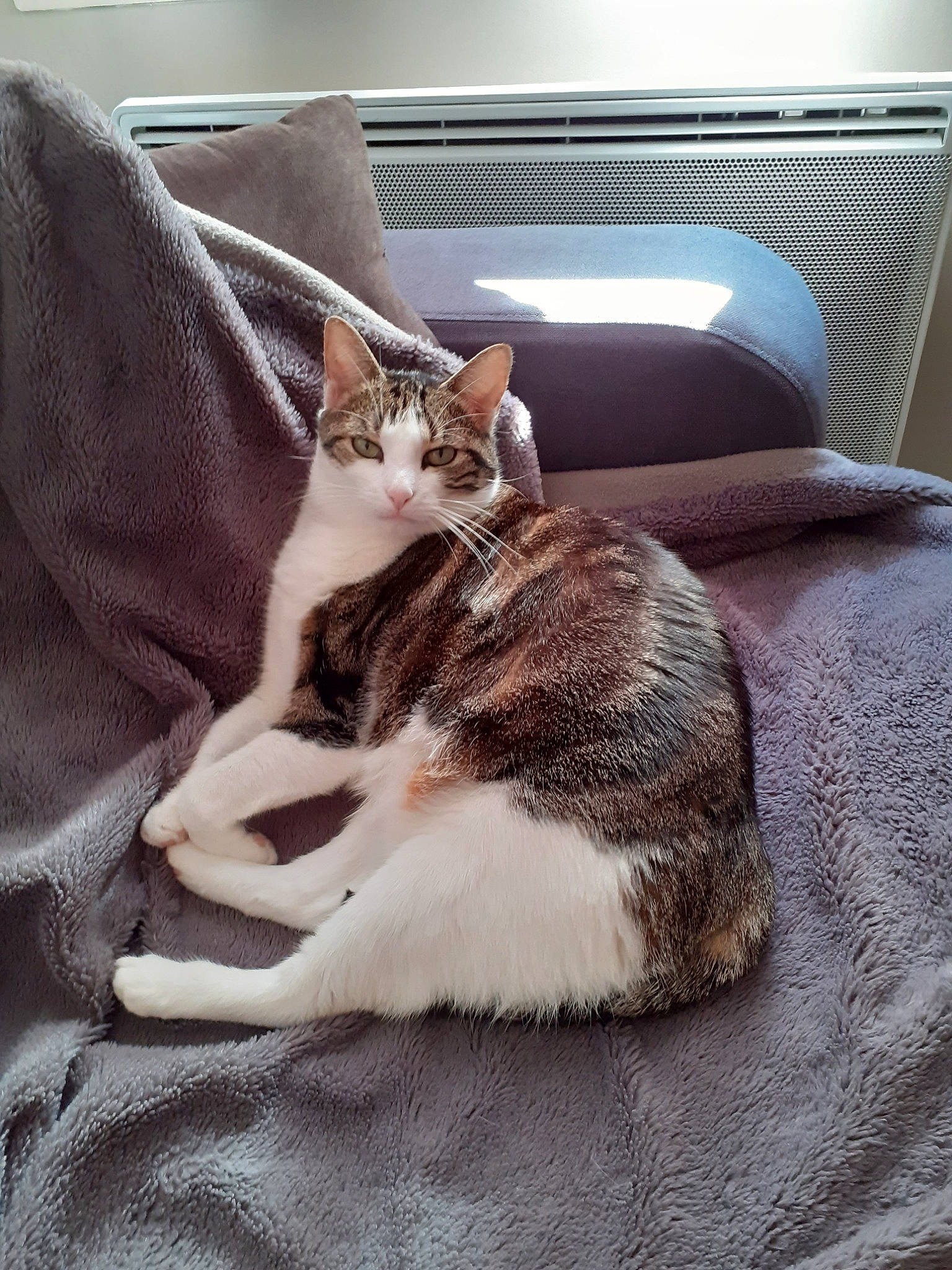 Lara participe au concours pour gagner de l'argent avec cette photo : carnivore, cat, comfort, couch, domestic_short_haired_cat, felidae, flooring, fur, grey, hardwood, linens, paw, sitting, small_to_medium_sized_cats, tail, whiskers, window, window_blind, wood