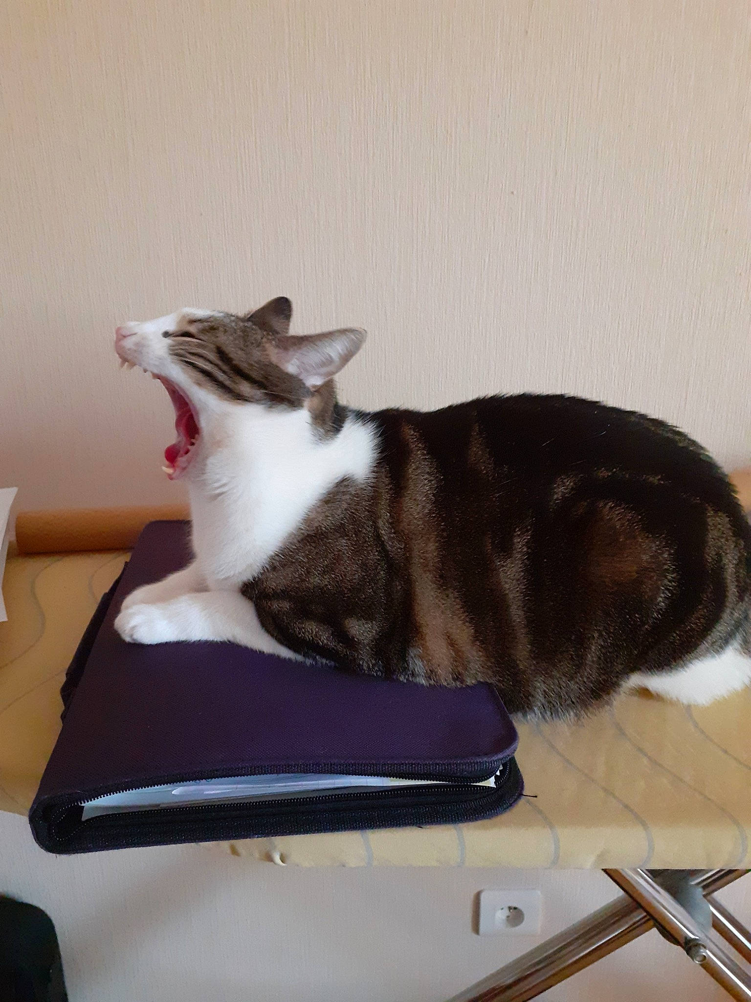 Lara participe au concours pour gagner de l'argent avec cette photo : box, carnivore, cat, cat_supply, comfort, domestic_short_haired_cat, felidae, flooring, fur, hardwood, linens, paw, pet_supply, sitting, small_to_medium_sized_cats, snout, table, tail, whiskers, wood