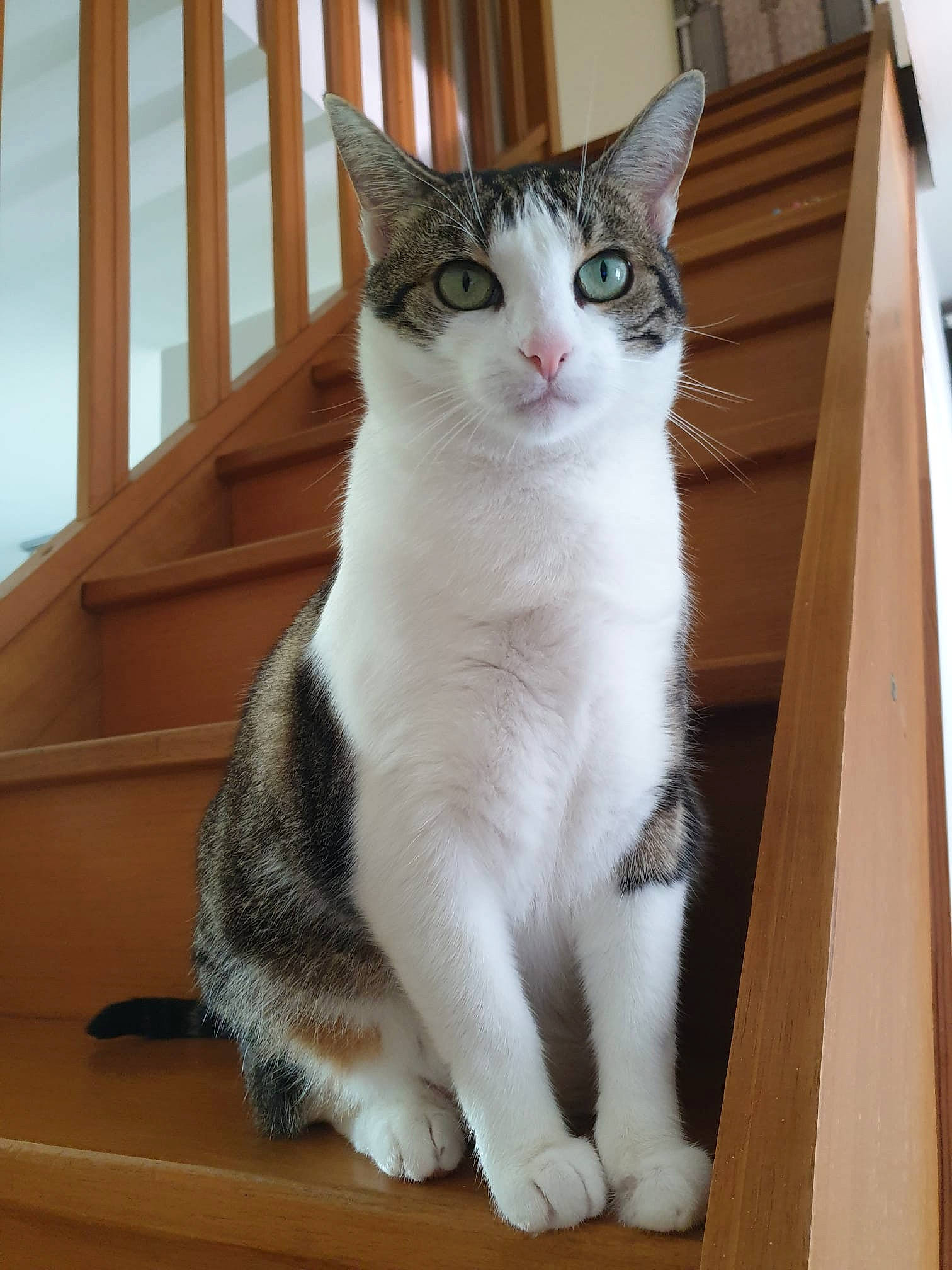 Lara a rejoint le concours — aidez-le/la à gagner de superbes lots ! carnivore, cat, claw, domestic_short_haired_cat, door, felidae, fur, hardwood, paw, sitting, small_to_medium_sized_cats, snout, tail, terrestrial_animal, whiskers, window, wood