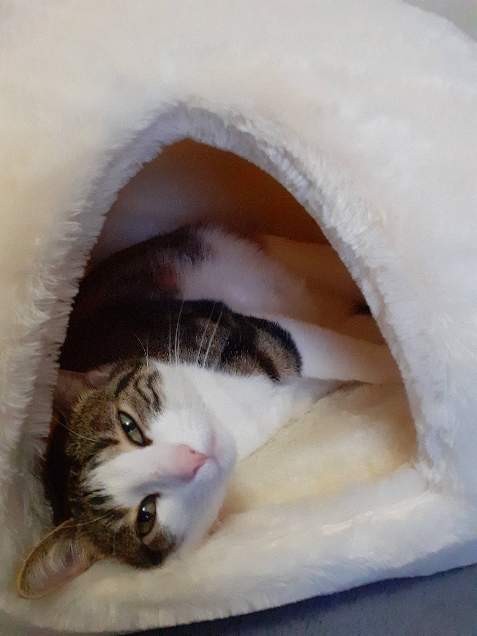 Lara participe au concours pour gagner de l'argent avec cette photo : box, cardboard, carnivore, cat, cat_supply, comfort, domestic_short_haired_cat, ear, felidae, fur, paw, pet_supply, small_to_medium_sized_cats, snout, snow, tail, whiskers, window, wood