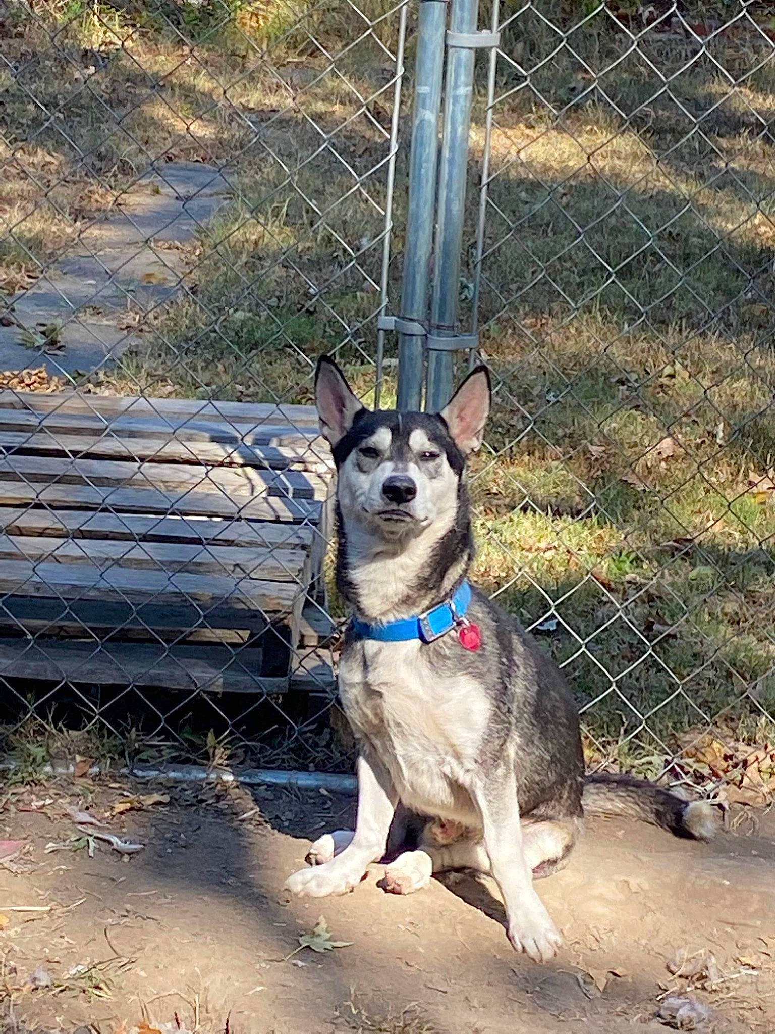 Hades joined the competition — help win amazing prizes! canidae, carnivore, collar, companion_dog, dog, dog_breed, dog_collar, dog_supply, fawn, fence, grass, leash, mesh, pet_supply, plant, recreation, sporting_group, tail, wire_fencing, working_animal