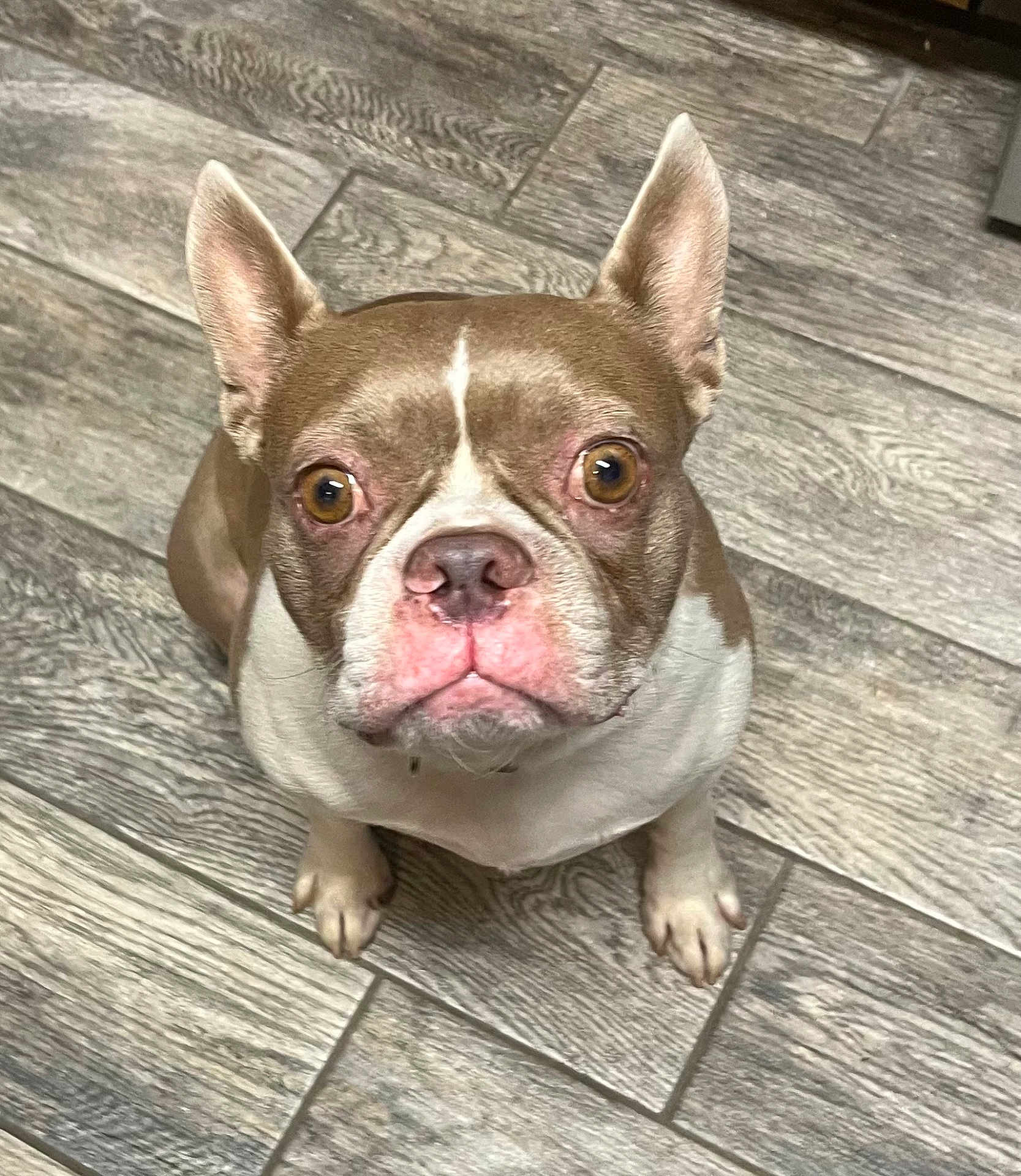 Benny is registered to the contest to win money with this photo: brown_and_white, close_up, companion, curious, cute, dog, ears, eyes, gaze, indoor, looking_up, nose, paws, pet, portrait, sitting, snout, tile_floor, whiskers, wood_floor