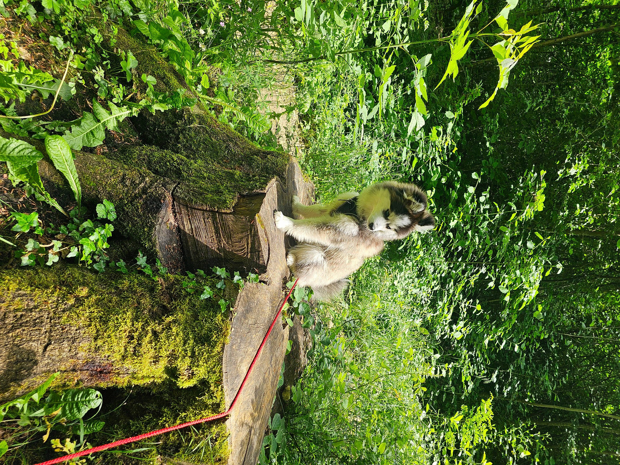 Laïka participe au concours pour gagner de l'argent avec cette photo : fawn, forest, grass, groundcover, jungle, landscape, natural_landscape, nature_reserve, plant, shrub, tail, temperate_broadleaf_and_mixed_forest, terrestrial_animal, terrestrial_plant, tree, trunk, twig, wildlife, wood, woodland