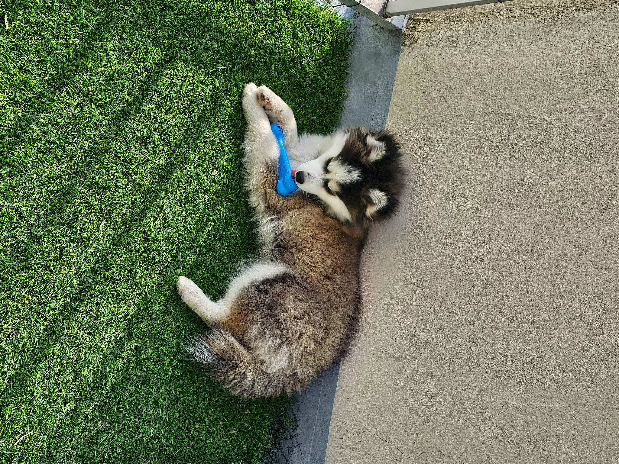 Laïka a rejoint le concours — aidez-le/la à gagner de superbes lots ! canidae, carnivore, cat, claw, companion_dog, dog_breed, domestic_short_haired_cat, felidae, flooring, fur, grass, groundcover, paw, plant, shadow, small_to_medium_sized_cats, sporting_group, tail, terrestrial_animal, whiskers